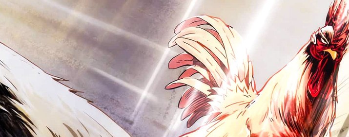 Rooster Fighter